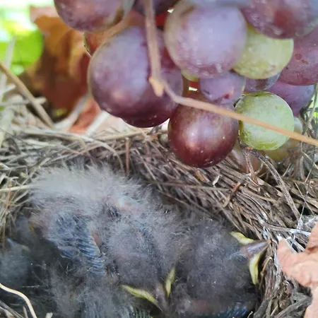Campeggio Agricampeggio Al Cielo Stellato Valeggio sul Mincio